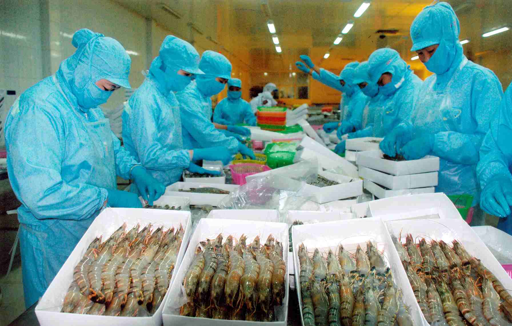 Chế biến thủy sản là lựa chọn công việc phù hợp khi đi xklđ Nhật Bản 2024
