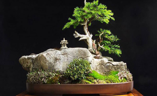 nghệ thuật bonsai nhật bản