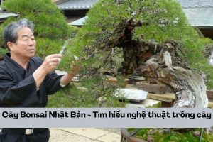 Cây Bonsai Nhật Bản – Tìm hiểu nghệ thuật trồng cây