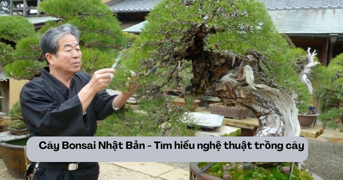 Cy Bonsai Nht Bn - Tm hiu ngh thut trng cy - Xut Khu Lao ng  Thanh Giang