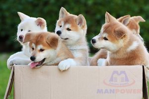 6 Giống chó Nhật được “Yêu thích” và “Săn lùng” nhiều nhất