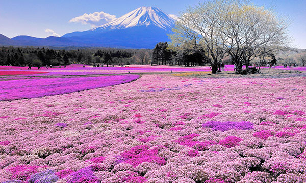 Cảnh đẹp Nhật Bản và những địa danh Checkin ấn tượng