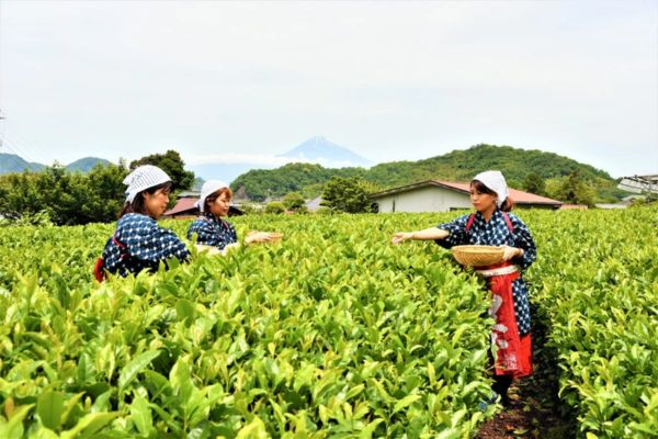 Những nông trại trồng trà xanh mát mắt tại Shizuoka