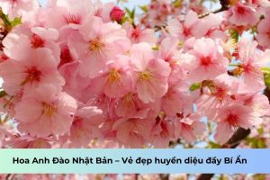 Hoa Anh Đào Nhật Bản – Vẻ đẹp huyền diệu đầy Bí Ẩn