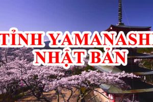Vì sao nhiều người chọn Tỉnh Yamanashi Nhật Bản khi đi XKLĐ?