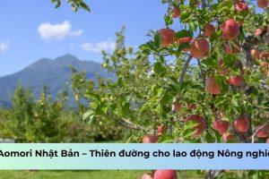 Aomori Nhật Bản – Thiên đường cho lao động Nông nghiệp