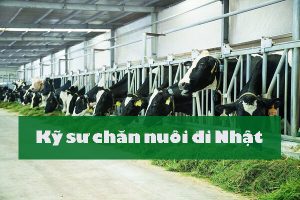 Đơn tuyển dụng Kỹ sư chăn nuôi đi Nhật – THỰC TẾ công việc như thế nào?