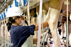 KSNV1111- Nhân Viên Chăm sóc thú ý – Tuyển ở Việt Nam và Nhật Bản