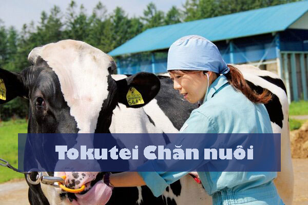 Có nên tham gia Tokutei Chăn nuôi?