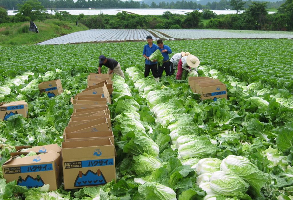 Nông nghiệp là ngành nghề quan trọng tại Nhật Bản