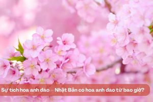 Sự tích hoa anh đào – Nhật Bản có hoa anh đào từ bao giờ?