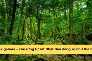 Aokigahara – khu rừng tự sát Nhật Bản đáng sợ như thế nào?