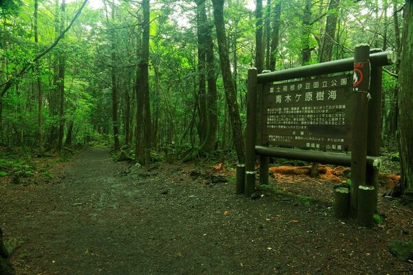 Aokigahara – khu rừng tự sát Nhật Bản
