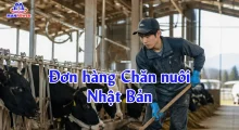 Đơn hàng Chăn nuôi Nhật Bản: Lương, việc làm, điều kiện & cách đậu nhanh