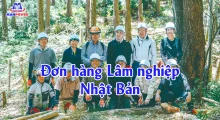Đơn hàng Lâm nghiệp Nhật Bản: Lương, việc làm & lộ trình đậu nhanh