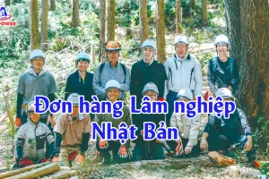 Đơn hàng Lâm nghiệp Nhật Bản: Lương, việc làm & lộ trình đậu nhanh