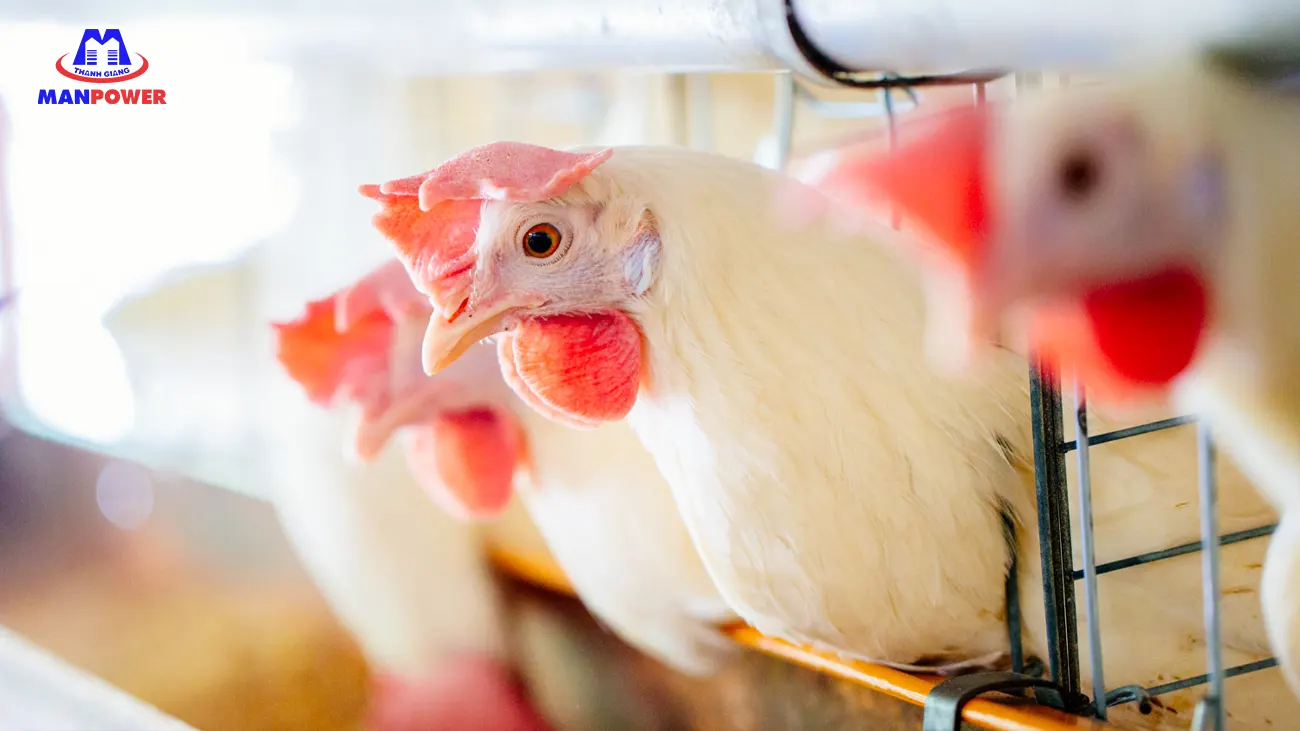 Đơn hàng chăn nuôi Nhật Bản