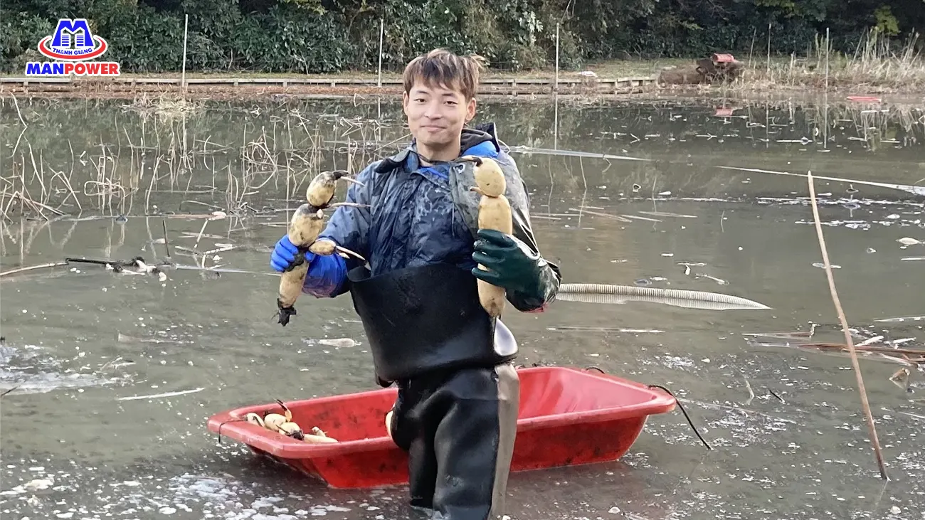 ngành đào củ sen nhật bản