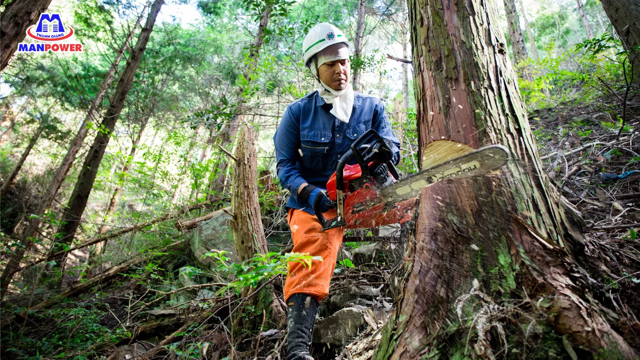 ngành lâm nghiệp nhật bản